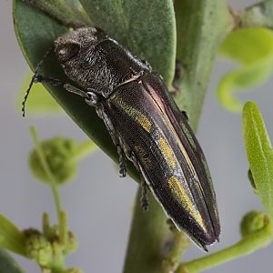 Melobasis cupreovittata cupreovittata, PL3056A, male, on Acacia victoriae ssp. victoriae, FR, 15.6 × 4.8 mm